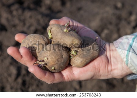 Male hand with sprouted potatoes for planting