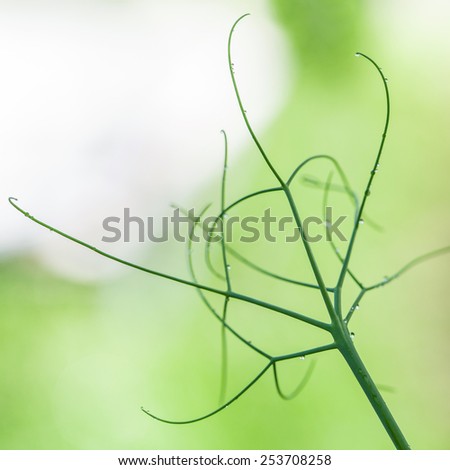 Green pea tendrils with dew drops on a blurred background