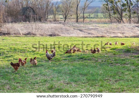 Roosters and hens are grazing on a green meadow in spring