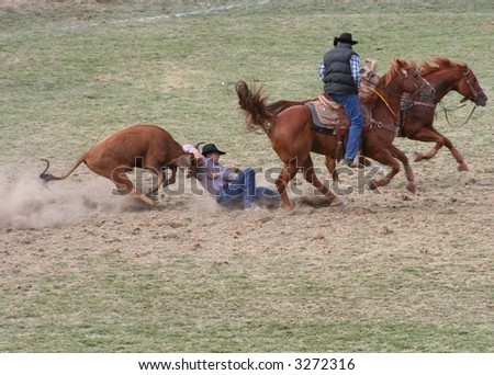rodeo cowboys pull down calf