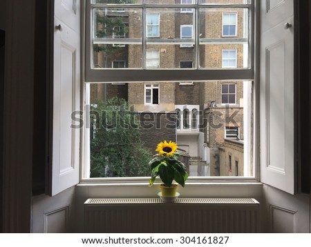 Bright yellow small sunflower pot plant on the windowsill in a period London property, against sash windows and white wooden shutters