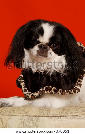Formal Portrait of Dog