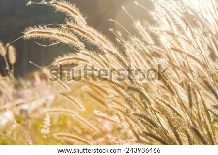 Grass Flower before the sun is getting set Background