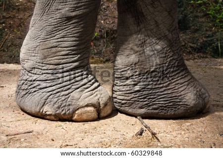 elephant legs
