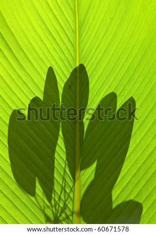shadow on green leaf texture