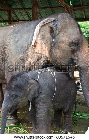 mom and baby elephant