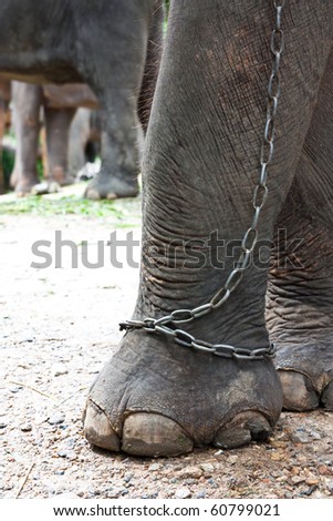 elephant leg