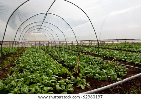 vegetable plantation in green house