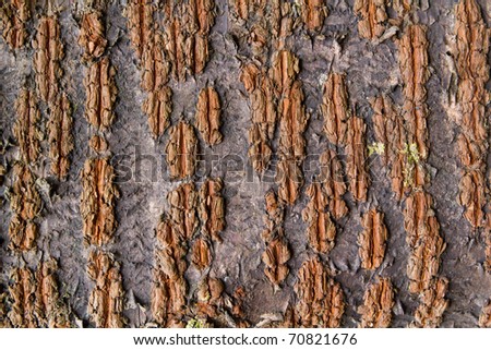 Oak+tree+bark+texture