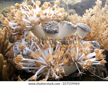 Soft corals on the reef - underwater