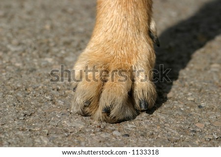 Dogs Foot