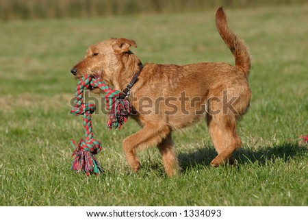 toy irish terrier