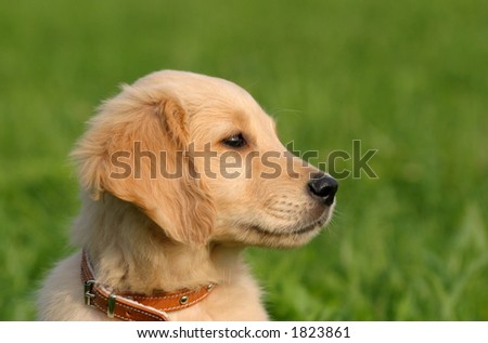 golden retriever puppy cute. stock photo : cute Golden