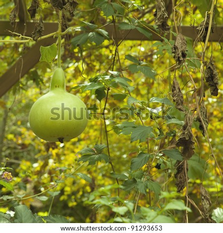 Gourd Tree