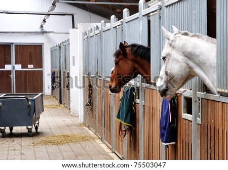 Feeding time for brown and white horse in a barn