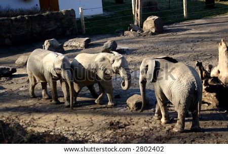 Three elephants standing together in their enclosure at ZOO Zlin - Czech