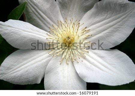 detail of flower Clematis - black and white