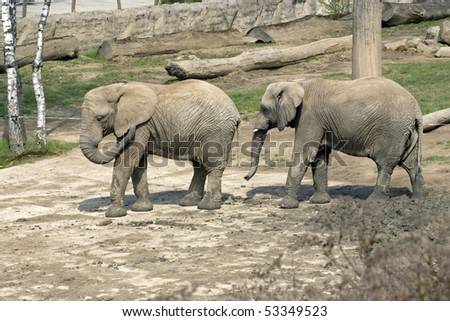 spring play of two elephants in the Zoo garden