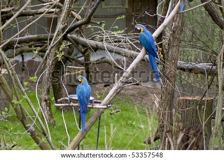 two  hyacinth macaws sitting on the branch