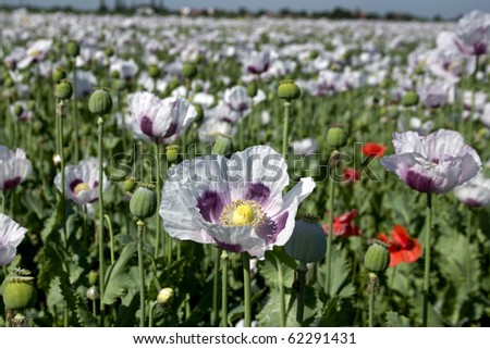One of the most lucrative poppy seed varieties for food and pharmaceutical industries