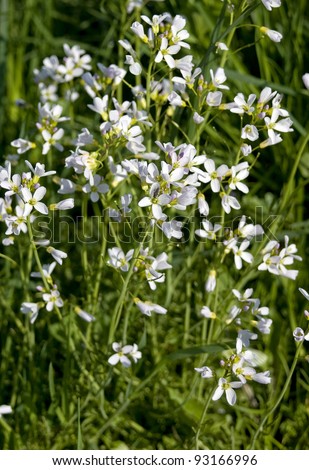 Cardamine pratensis (Cuckoo Flower or Lady's Smock), is a flowering plant in the family Brassicaceae