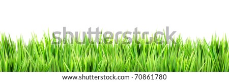 Wet grass, isolated on white background