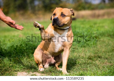 Staffordshire bull terrier gives paw for friendship