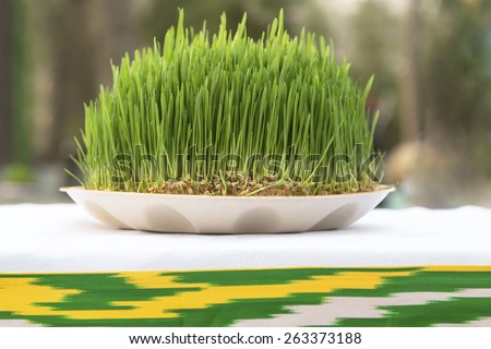 View of Sabzeh - sprouted wheat germ symbolized rebirth for Nowruz celebration