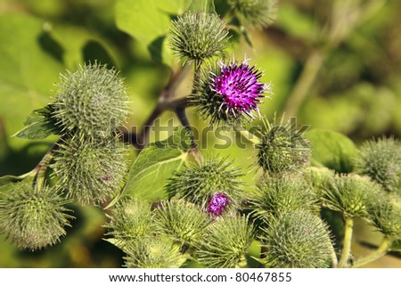 Thistle flowers in green field on summer
