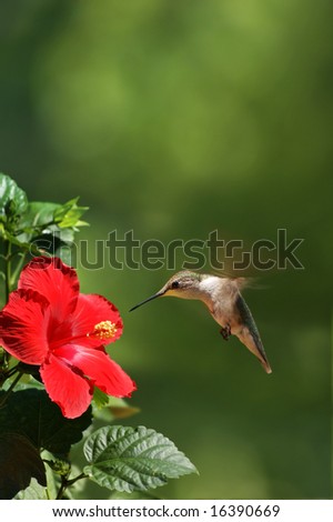 Humming Bird Feeding Portrait