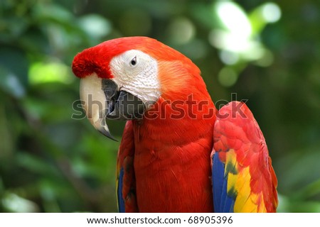 Close view of a parrot with focus on the face.