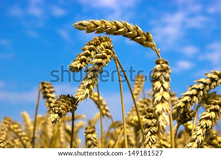Ripe ears of wheat before harvest in close up, Wheat, photography