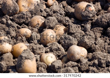 Potatoes on good soi ; Raw potatoes immediately after removing from the cultivated fields