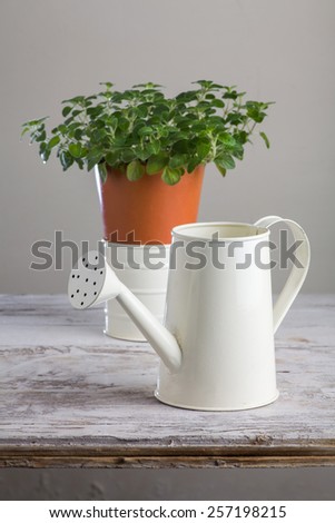 Gardening.  Potted Oregano  plant and watering can on the white background