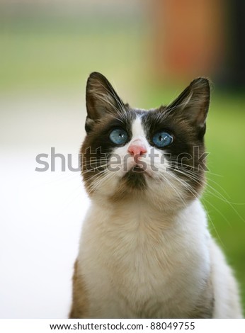 Beautiful blue eyed cat,looking curious.
