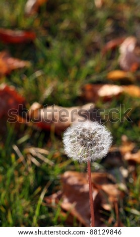 Green grass with dandelions in the autumn.
