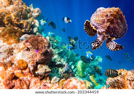 Hawksbill Turtle Eretmochelys imbricata floats under water Maldives Indian Ocean coral reef Hawksbill Turtle Eretmochelys imbricata floats under water Maldives Indian Ocean coral reef