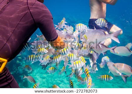 Man feeds the tropical fish under water.Ocean coral reef. Warning - authentic shooting underwater in challenging conditions. A little bit grain and maybe blurred.