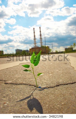 Young plant makes the way through asphalt on city road.