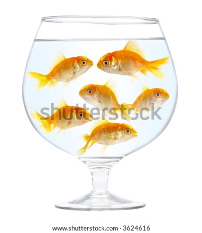 Aquarium with gold small fishes on a white background