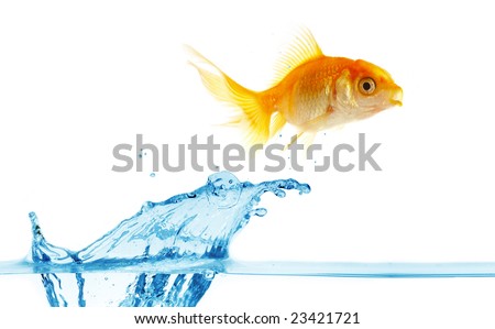 gold small fish jumps out of water...
