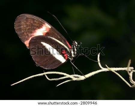 Brown, White And Red Butterfly Stock Photo 2809946 : Sh