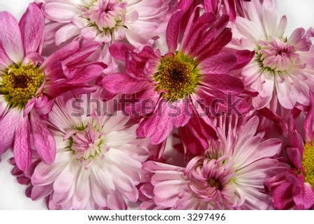 Pink+daisies+background