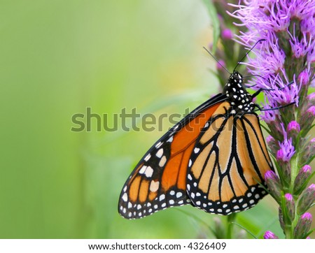 false monarch butterfly on flower
