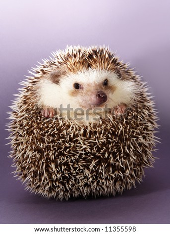 cute little hedgehog, purple background