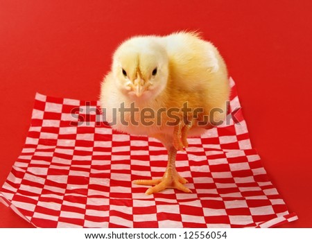 little yellow chick on food wrapping papier