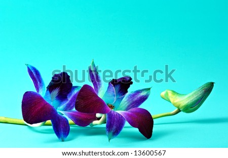 single orchid flower on aqua background