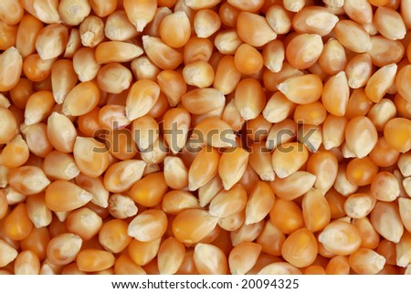 un-popped fresh whole pop corn seed, background