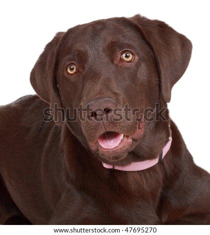 Brown Labrador Dogs