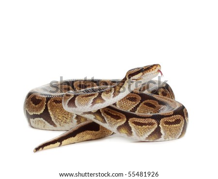 Royal Python Snake Isolated On White Background Stock P